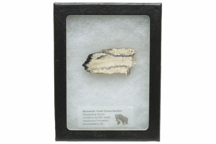 Mammoth Molar Slice with Case - South Carolina #230947